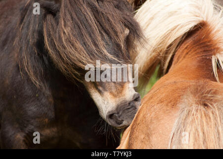 Adorabili pony Shetland fotografato nelle isole Shetland, al nord della Scozia, Regno Unito. Foto Stock