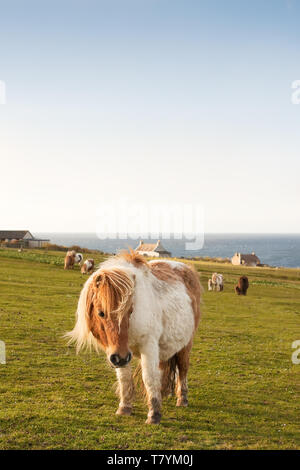 Pony Shetland fotografato nelle isole Shetland, al nord della Scozia, Regno Unito. Foto Stock