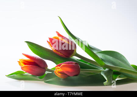 Tre rossi e tulipani gialli con foglie verdi isolati su sfondo bianco - testo spazio, biglietto di auguri Foto Stock