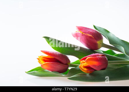 Tre rossi e tulipani gialli con foglie verdi isolati su sfondo bianco - testo spazio, biglietto di auguri Foto Stock