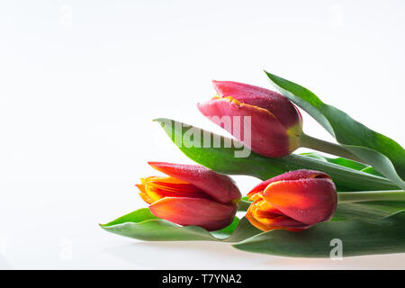 Tre rossi e tulipani gialli con foglie verdi isolati su sfondo bianco - testo spazio, biglietto di auguri Foto Stock