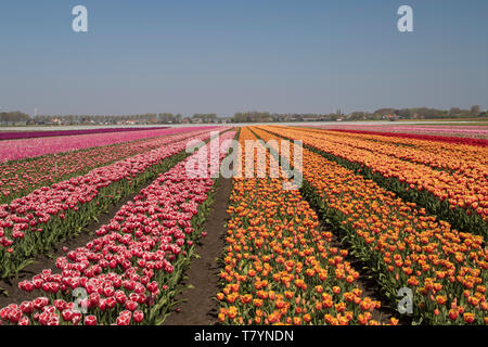 Arancione e rosa tulipani in una fila con i loro fiori fino al cielo Foto Stock
