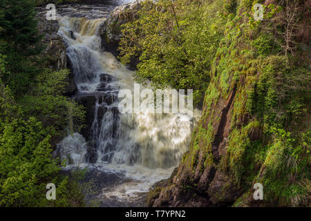 Il Reekie Linn cascata sul fiume Isla, Perthshire Scozia, in piena ondata attraverso il viale alberato di forra precipitosa. Foto Stock