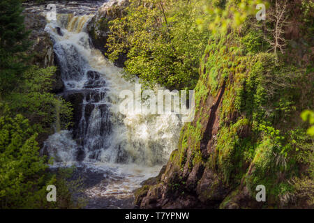 Il Reekie Linn cascata sul fiume Isla, Perthshire Scozia, in piena ondata attraverso il viale alberato di forra precipitosa. Foto Stock