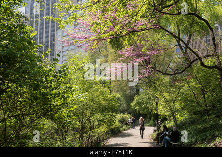 Il Central Park di New York City è popolare in primavera, STATI UNITI D'AMERICA Foto Stock