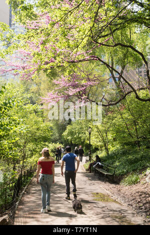 Il Central Park di New York City è popolare in primavera, STATI UNITI D'AMERICA Foto Stock