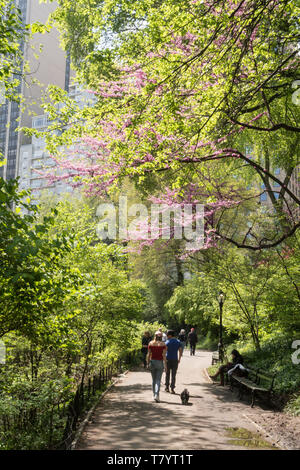 Il Central Park di New York City è popolare in primavera, STATI UNITI D'AMERICA Foto Stock