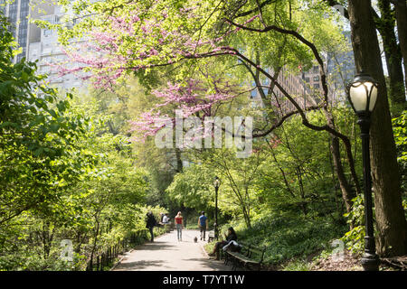 Il Central Park di New York City è popolare in primavera, STATI UNITI D'AMERICA Foto Stock