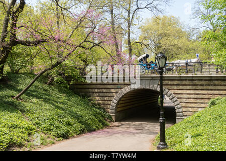 Il Central Park di New York City è popolare in primavera, STATI UNITI D'AMERICA Foto Stock