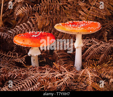 Fly Agaric toadstools, amanita muscaria, Autunno, Wendover boschi, REGNO UNITO Foto Stock