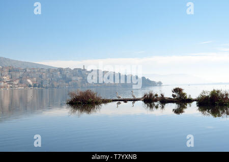 Cigni nel lago con lo sfondo comune di Kastoria, Grecia Foto Stock