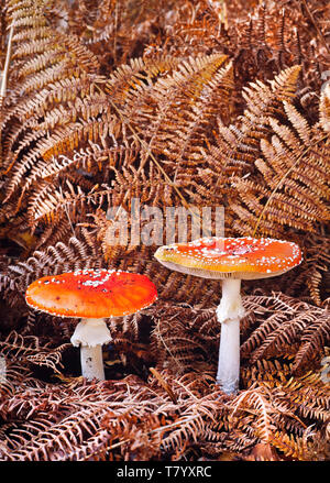 Fly Agaric toadstools, amanita muscaria, Autunno, Wendover boschi, REGNO UNITO Foto Stock