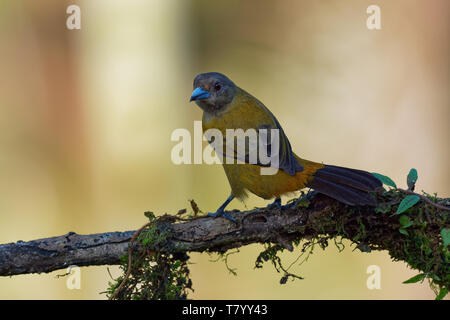 Scarlet-rumped Tanager - Ramphocelus passerinii medie passerine bird. Questo tanager è un allevatore residente nei Caraibi in pianura da souther Foto Stock