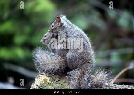 Scoiattoli nel giardino zoologico. Foto Stock