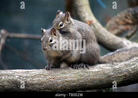 Scoiattoli nel giardino zoologico. Foto Stock