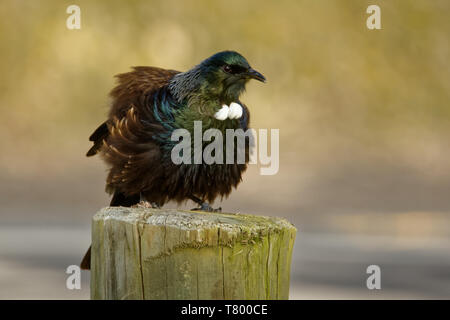 Prosthemadera novaeseelandiae - Tui endemica Nuova Zelanda Foresta bird seduta sul ramo nella foresta e canto. Foto Stock