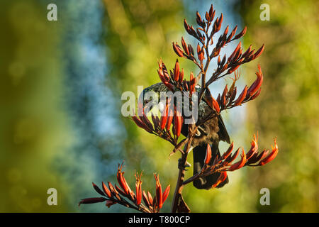 Prosthemadera novaeseelandiae - Tui endemica Nuova Zelanda Foresta bird seduta sul ramo nella foresta e canto. Foto Stock