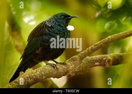 Prosthemadera novaeseelandiae - Tui endemica Nuova Zelanda Foresta bird seduta sul ramo nella foresta e canto. Foto Stock