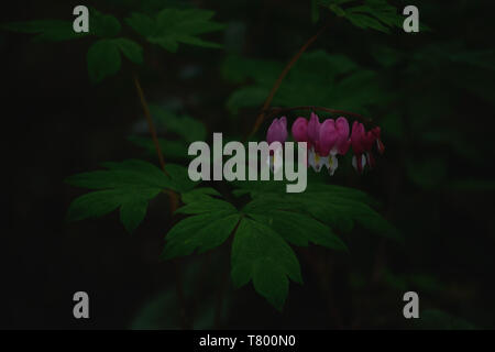 Spurgo-cuore, Lamprocapnos spectabilis, lira-fiore, Lady-in-un-bagno Foto Stock