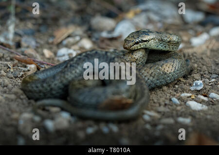 Liscia - Serpente Coronella austriaca non colubrid velenosi delle specie che si trovano in Europa settentrionale e centrale, ma anche come estremo oriente come Iran settentrionale. Foto Stock