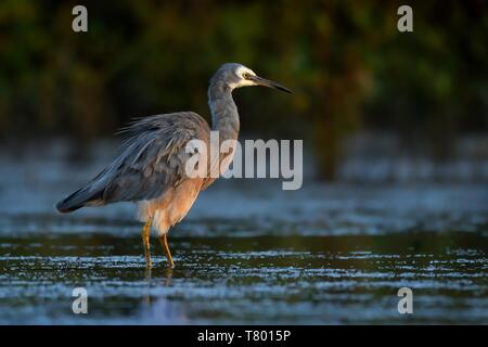 Egretta novaehollandiae - di fronte bianco-Heron a caccia di granchi duringlow marea in Australia vicino a Sydney. Foto Stock