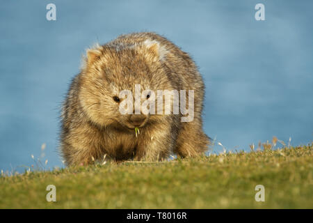 Vombatus ursinus - Comune Wombat nel paesaggio della Tasmania, mangiare erba di sera sull'isola vicino a Tasmania. Foto Stock