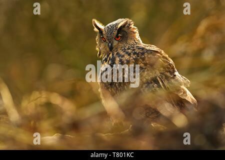 Eurasian Eagle-Owl - Bubo bubo in piedi sulla terra in autunno Foto Stock