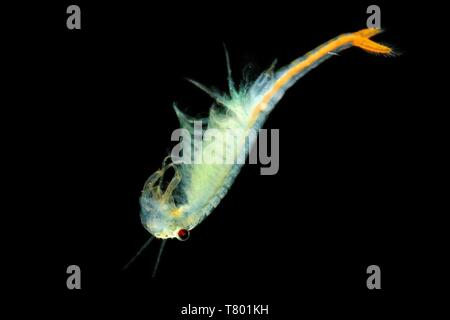 La Fata maschio gamberetti (Branchipus schaefferi) catturati da vicino con sfondo nero. Un bel bianco crostaceo di nuoto in acqua. Essa vive in Foto Stock