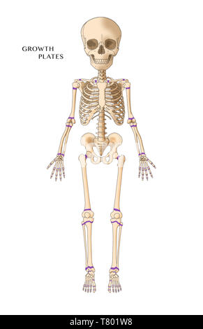 Bambino lo scheletro di piastre di crescita, illustrazione Foto Stock