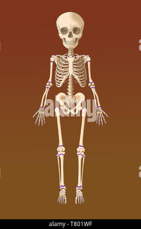 Bambino lo scheletro di crescita, piastre, illustrazione Foto Stock