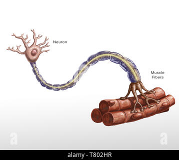 Del motoneurone e fibra muscolare illustrazione Foto Stock