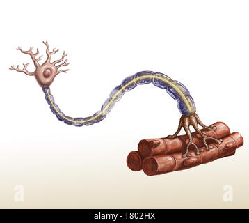 Del motoneurone e fibra muscolare illustrazione Foto Stock