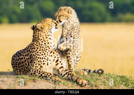 Due Cheetahs madre e cucciolo baciare con luce perfetta in Kenya Masai Mara Foto Stock