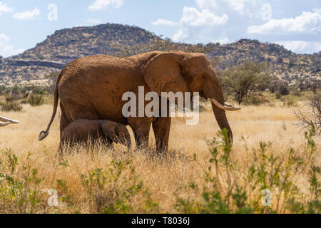 Elefant madre e bambino che cammina attraverso l'erba dorata in Kenya Samburu Foto Stock