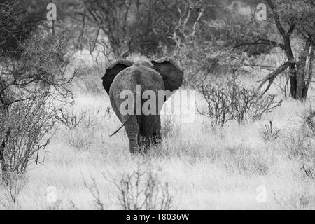 Elefant da dietro nel parco nazionale di Samburu in kenya Foto Stock