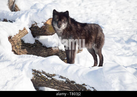 Nero lupo canadese sta guardando la telecamera. Canis lupus pambasileus. Gli animali della fauna selvatica. Foto Stock