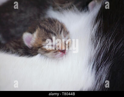 Una piccola gattino dorme nella mamma del pelo Foto Stock