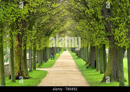 A tunnel lime tree avenue in primavera, freschi Fogliame verde parco del castello Hundisburg, Haldensleben, Sassonia-Anhalt, Germania Foto Stock