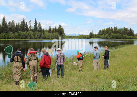 BioBlitz presso il Glacier NP Foto Stock