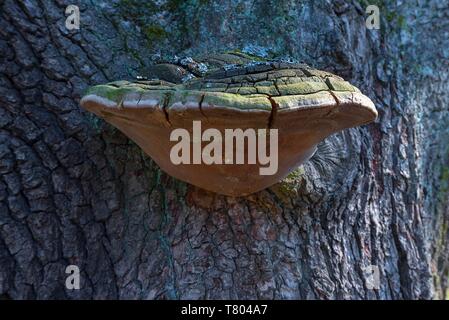 Tinder Fungo (Fomes fomentarius) su un tronco di albero di quercia (Quercus rubor), Baviera, Germania Foto Stock