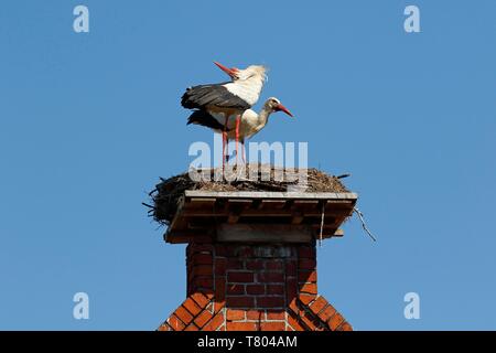 Cicogna bianca (Ciconia ciconia), coppia di allevamento nel nido sul frontone del tetto, Stork village Ruhstadt, Brandeburgo, Germania Foto Stock