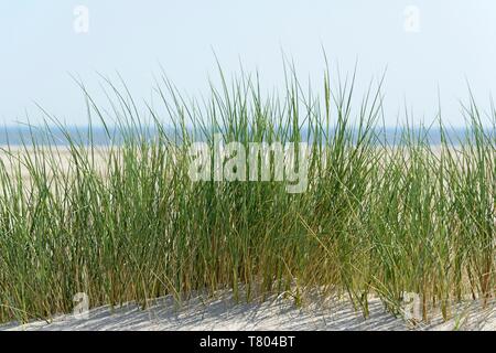 Marram europea erba (Ammophila arenaria) sulla duna di sabbia, Wangerooge, Est Isole Frisone, il Mare del Nord, Bassa Sassonia, Germania Foto Stock