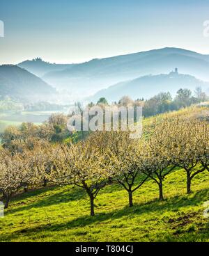 Vista dei due castelli, vista sulla piantagione di ciliegia di Hanstein Castello e Castello di Ludwigstein al mattino haze, ciliegi in fiore, Werratal vicino Foto Stock