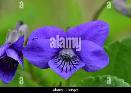 Macro shot di violette comune (viola odorata) in fiore Foto Stock