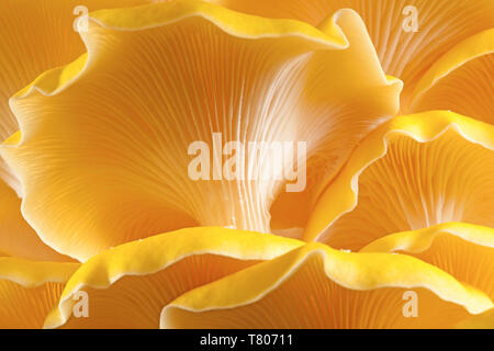 Giallo funghi Oyster Foto Stock