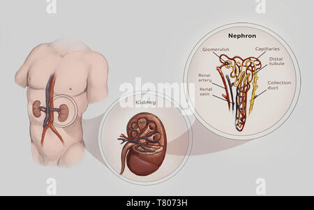 Nephron, rene, illustrazione Foto Stock