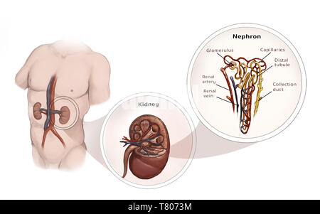 Nephron, rene, illustrazione Foto Stock