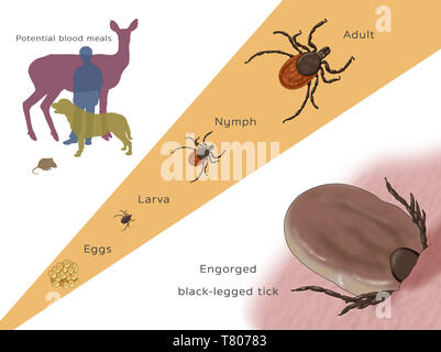 Stadi del ciclo di vita di un nero-gambe Tick, illustrazione Foto Stock