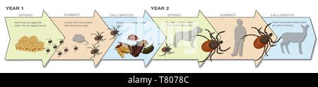 Stadi del ciclo di vita del nero-gambe Tick, illustrazione Foto Stock