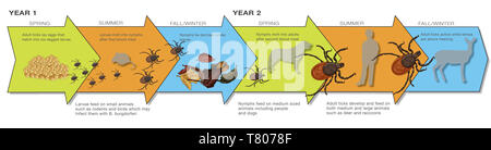 Stadi del ciclo di vita del nero-gambe Tick, illustrazione Foto Stock